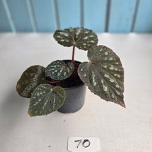 Load image into Gallery viewer, #70 Begonia Unknown