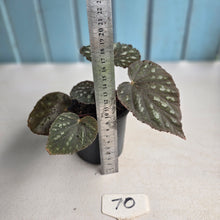 Load image into Gallery viewer, #70 Begonia Unknown