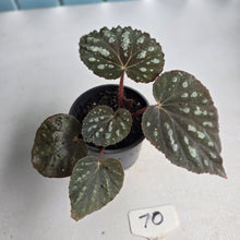 Load image into Gallery viewer, #70 Begonia Unknown