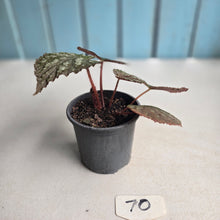 Load image into Gallery viewer, #70 Begonia Unknown