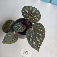 Load image into Gallery viewer, #70 Begonia Unknown