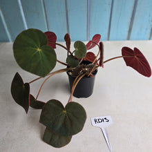 Load image into Gallery viewer, #RD13 Begonia Acetosa