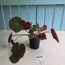 Load image into Gallery viewer, #RD13 Begonia Acetosa