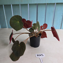 Load image into Gallery viewer, #RD13 Begonia Acetosa