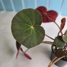 Load image into Gallery viewer, #RD13 Begonia Acetosa
