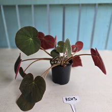 Load image into Gallery viewer, #RD13 Begonia Acetosa
