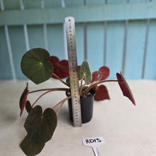 Load image into Gallery viewer, #RD13 Begonia Acetosa