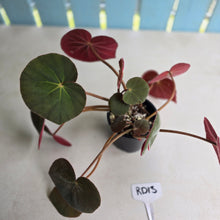 Load image into Gallery viewer, #RD13 Begonia Acetosa