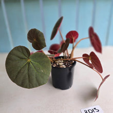 Load image into Gallery viewer, #RD13 Begonia Acetosa