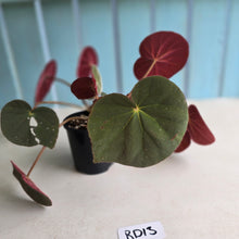 Load image into Gallery viewer, #RD13 Begonia Acetosa