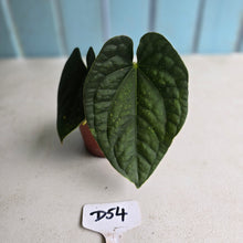 Load image into Gallery viewer, #D54 Anthurium Dark Complex x Luxurians