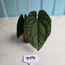 Load image into Gallery viewer, #D54 Anthurium Dark Complex x Luxurians