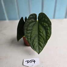 Load image into Gallery viewer, #D54 Anthurium Dark Complex x Luxurians