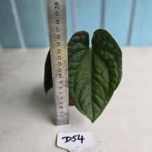 Load image into Gallery viewer, #D54 Anthurium Dark Complex x Luxurians