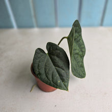 Load image into Gallery viewer, #D54 Anthurium Dark Complex x Luxurians