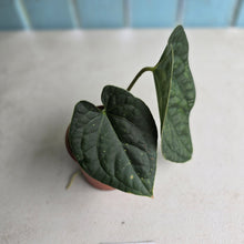 Load image into Gallery viewer, #D54 Anthurium Dark Complex x Luxurians