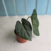 Load image into Gallery viewer, #D54 Anthurium Dark Complex x Luxurians