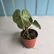 Load image into Gallery viewer, #D54 Anthurium Dark Complex x Luxurians