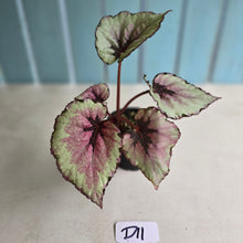 Load image into Gallery viewer, #D11 Begonia Unknown
