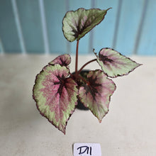 Load image into Gallery viewer, #D11 Begonia Unknown