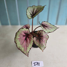 Load image into Gallery viewer, #D11 Begonia Unknown