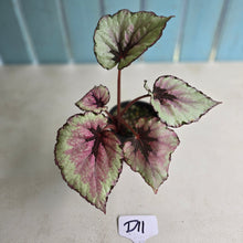 Load image into Gallery viewer, #D11 Begonia Unknown