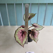 Load image into Gallery viewer, #D11 Begonia Unknown