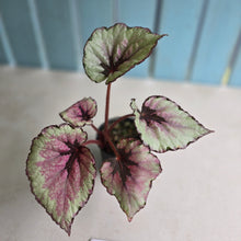 Load image into Gallery viewer, #D11 Begonia Unknown
