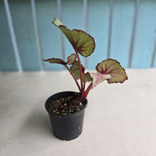 Load image into Gallery viewer, #D11 Begonia Unknown