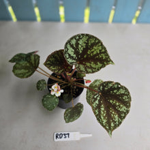 Load image into Gallery viewer, #RD37 Begonia Nigritarum