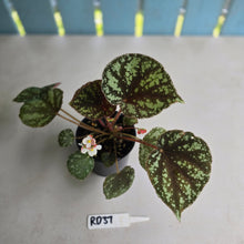 Load image into Gallery viewer, #RD37 Begonia Nigritarum