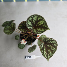 Load image into Gallery viewer, #RD37 Begonia Nigritarum