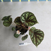 Load image into Gallery viewer, #RD37 Begonia Nigritarum