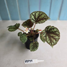 Load image into Gallery viewer, #RD37 Begonia Nigritarum