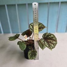 Load image into Gallery viewer, #RD37 Begonia Nigritarum