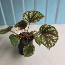 Load image into Gallery viewer, #RD37 Begonia Nigritarum