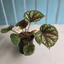 Load image into Gallery viewer, #RD37 Begonia Nigritarum