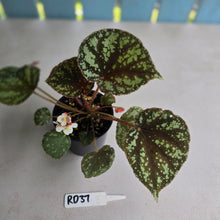 Load image into Gallery viewer, #RD37 Begonia Nigritarum