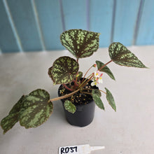 Load image into Gallery viewer, #RD37 Begonia Nigritarum