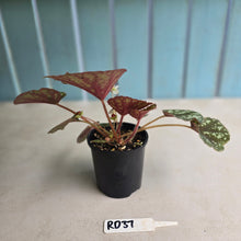 Load image into Gallery viewer, #RD37 Begonia Nigritarum