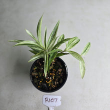 Load image into Gallery viewer, #R107 Dracaena Seedling