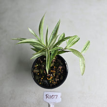 Load image into Gallery viewer, #R107 Dracaena Seedling