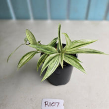 Load image into Gallery viewer, #R107 Dracaena Seedling