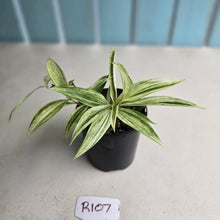 Load image into Gallery viewer, #R107 Dracaena Seedling