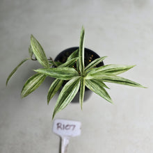 Load image into Gallery viewer, #R107 Dracaena Seedling