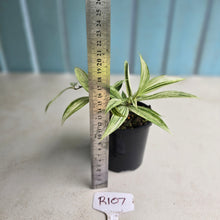 Load image into Gallery viewer, #R107 Dracaena Seedling