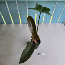 Load image into Gallery viewer, #RB7 Philodendron Florida Bronze