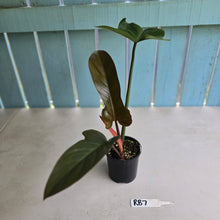 Load image into Gallery viewer, #RB7 Philodendron Florida Bronze