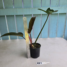 Load image into Gallery viewer, #RB7 Philodendron Florida Bronze
