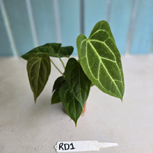 Load image into Gallery viewer, #RD1 Three x Anthurium Crystallinum x